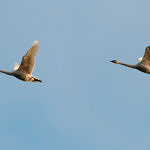 Tundra Swan, Woodbridge Ecological Reserve, Lodi, California, 12/2008