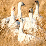 1st Record. Snow Goose, Merced National Wildlife Refuge, California, 1/2009