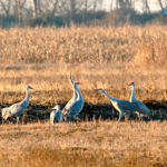 Sandhill Crane, Merced National Wildlife Refuge, California, 1/2009