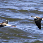 Black-necked Stilt, Don Edwards San Francisco Bay National Wildlife Refuge, California, 7/2009