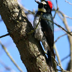 1st Record. Acorn Woodpecker, Rancho San Antonio County Park, California, 3/2009