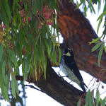 Acorn Woodpecker, Ed Levin County Park, Milpitas, California, 3/2009