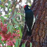 Acorn Woodpecker, Ed Levin County Park, Milpitas, California, 3/2009