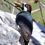 Acorn Woodpecker, Alum Rock Park, San Jose, California, 4/2009
