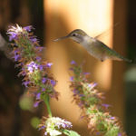 Anna's Hummingbird, Coyote Hills Regional Park, Fremont, CA, 10/2010