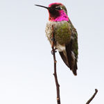 1st Record. Anna's Hummingbird, Ulistac Natural Area, Santa Clara, California, 3/2009