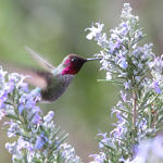 Anna's Hummingbird, Picchetti Open Space Preserve, Cupertino, California, 2/2011