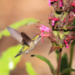 Anna's Hummingbird, McClellan Ranch Park, Cupertino, California, 5/2009