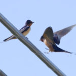 1st Record. Barn Swallow, Calero County Park, Santa Clara County, California, 4/2009