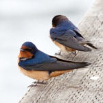 Barn Swallow, Don Edwards San Francisco Bay National Wildlife Refuge, California, 5/2009