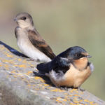 Barn Swallow, Don Edwards San Francisco Bay National Wildlife Refuge, California, 7/2009