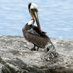 1st Record. Brown Pelican, Don Edwards San Francisco Bay National Wildlife Refuge, California, 3/2009