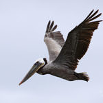 Brown Pelican, Don Edwards San Francisco Bay National Wildlife Refuge, California, 5/2009