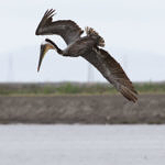 Brown Pelican, Don Edwards San Francisco Bay National Wildlife Refuge, California, 5/2009