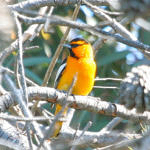 1st Record. Bullock's Oriole, Ed Levin County Park, Milpitas, California, 3/2009