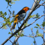 Bullock's Oriole, Ulistac Natural Area, Santa Clara, California, 3/2009