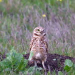 1st Record. Burrowing Owl, Alviso, San Jose, California, 2/2009