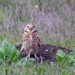 Burrowing Owl, Alviso, San Jose, California, 2/2009