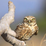 Burrowing Owl, Alviso, San Jose, California, 7/2009
