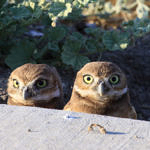 Burrowing Owl, Alviso, San Jose, California, 7/2009