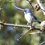 1st Record. California Scrub-Jay, Ulistac Natural Area, Santa Clara, California, 3/2009