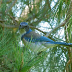 California Scrub-Jay, Ed Levin County Park, Milpitas, California, 3/2009