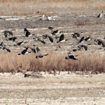 1st Record, Canada Goose, Lake San Antonio, California, 1/2009