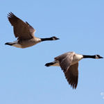 Canada Goose, Shoreline Park, Mountain View, California, 4/2009