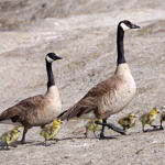 Canada Goose, Don Edwards San Francisco Bay National Wildlife Refuge, California, 4/2009