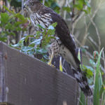 Cooper's Hawk, Coyote Hills Regional Park, Fremont, CA, 9/2010