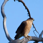 1st Record. Cooper's Hawk, Ulistac Natural Area, Santa Clara, California, 3/2009
