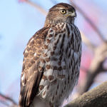 Cooper's Hawk, Orchard Parkway, San Jose, CA, 1/2011