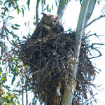 1st Record. Great Horned Owl, Ed Levin County Park, Milpitas, California, 3/2009