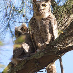 Great Horned Owl, Alum Rock Park, San Jose, California, 5/2009