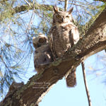 Great Horned Owl, Alum Rock Park, San Jose, California, 5/2009