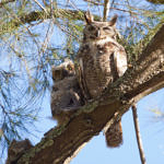 Great Horned Owl, Alum Rock Park, San Jose, California, 5/2009