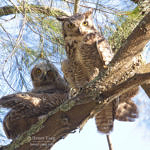 Great Horned Owl, Alum Rock Park, San Jose, California, 5/2009