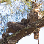 Great Horned Owl, Alum Rock Park, San Jose, California, 5/2009