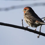 1st Record. House Finch, Ulistac Natural Area, Santa Clara, California, 3/2009