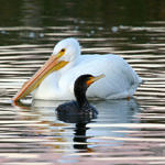 American White Pelican, Don Edwards San Francisco Bay National Wildlife Refuge, California, 1/2009