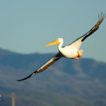 American White Pelican, Don Edwards San Francisco Bay National Wildlife Refuge, California, 2/2009