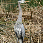 Great Blue Heron, Don Edwards San Francisco Bay National Wildlife Refuge, California, 3/2009