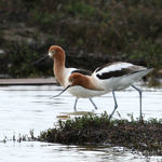 American Avocet, Don Edwards San Francisco Bay National Wildlife Refuge, California, 3/2009