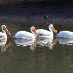 American White Pelican, Don Edwards San Francisco Bay National Wildlife Refuge, California, 4/2009