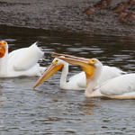 American White Pelican, Don Edwards San Francisco Bay National Wildlife Refuge, California, 5/2009