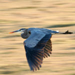 Great Blue Heron, 1st Record, Merced National Wildlife Refuge, California, 12/2008