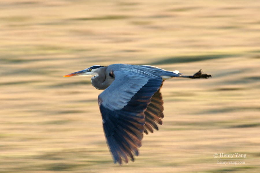 Great Blue Heron, Merced National Wildlife Refuge, California, 12/2008
