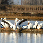 1st Record. American White Pelican, Merced National Wildlife Refuge, California, 1/2009