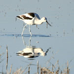 1st Record. American Avocet, Merced National Wildlife Refuge, California, 1/2009