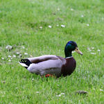 1st Record. Mallard, Ed Levin County Park, Milpitas, California, 3/2009